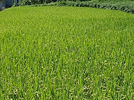 秋季,聽說日落時(shí),稻穗
