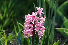 春天,花,性質(zhì)