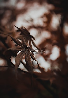 葉,植物,自然