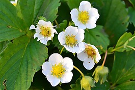 花卉,草莓,別墅