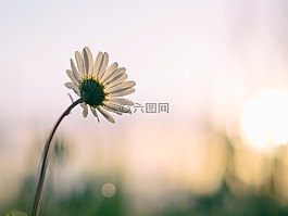 白,花,盛開