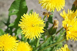 性質(zhì),花,廠
