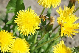 性質(zhì),花,廠