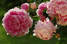 牡丹,開花,廠