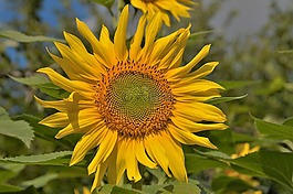 向日葵,花,目標(biāo)