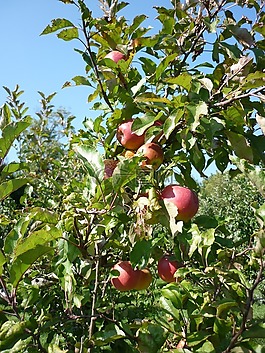 蘋果,果園,果汁