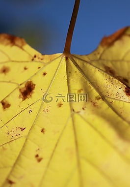 葉子,黃色,秋