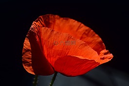 罌粟,罌粟花,klatschmohn