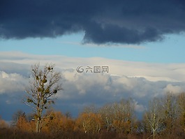 落葉,樹,天空
