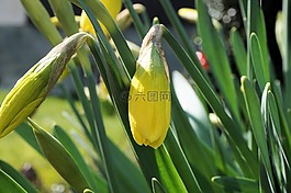 水仙,開花,花