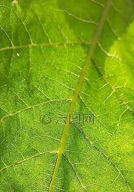 葉,植物區(qū)系,自然