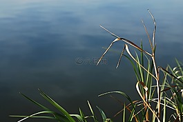 表面,蘆葦,池塘