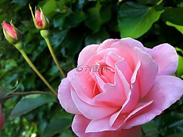 玫瑰,花,粉紅色