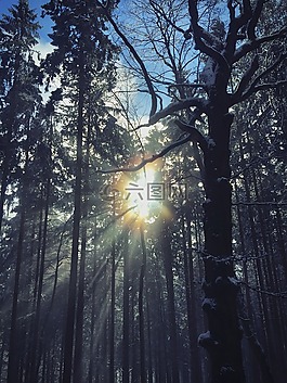 木,樹,性質(zhì)