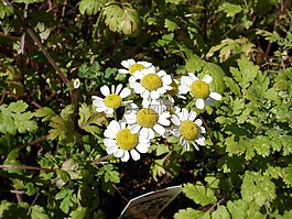 菊花,白,花