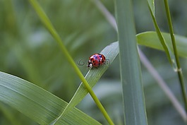 瓢蟲(chóng),性質(zhì),bug