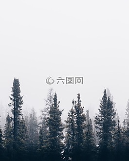 自然,森林,樹(shù)