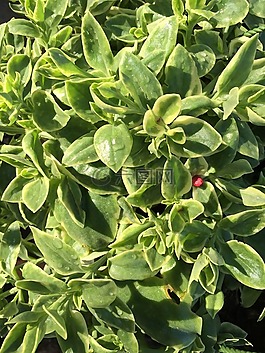 植物,花園,多汁