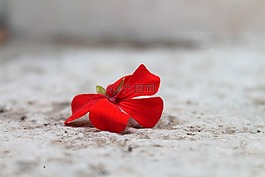 天竺葵,紅色花,gerani