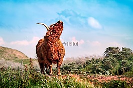 牛肉,水牛,野牛