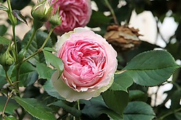 性質(zhì),粉色,花園