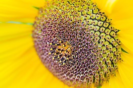 太陽花,向日葵,開花