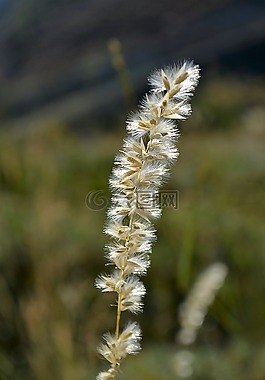 性質(zhì),在戶(hù)外,植物