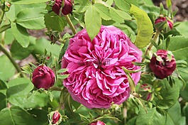 粉色,粉紅色的花朵,植物學(xué)