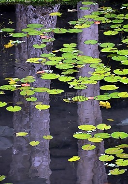 水,反思,水百合