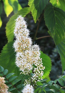 花,白花,花園