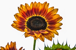 太陽花,向日葵,開花