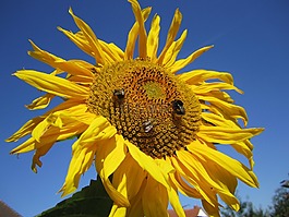 太陽(yáng)花,天空,花