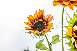 太陽(yáng)花,向日葵,開(kāi)花