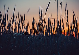 增長,谷類,戶外