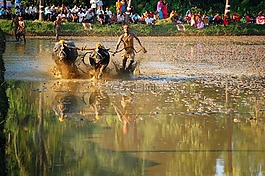 kambala比賽,農(nóng)村運動,卡納塔克