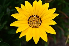 花,性質(zhì),植物