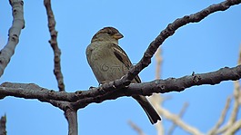 性質(zhì),鳥,野生動(dòng)物