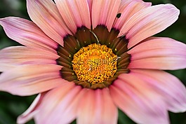 花,植物,性質(zhì)