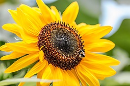 太陽花,向日葵,開花
