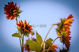 太陽花,向日葵,開花
