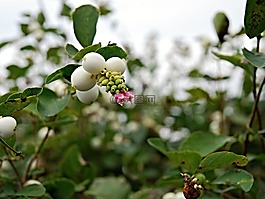 秋,水果,brulinky