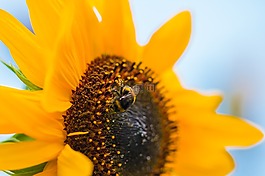 太陽花,向日葵,開花