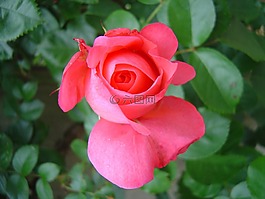 鮮花,玫瑰,開花