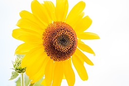 太陽花,向日葵,開花