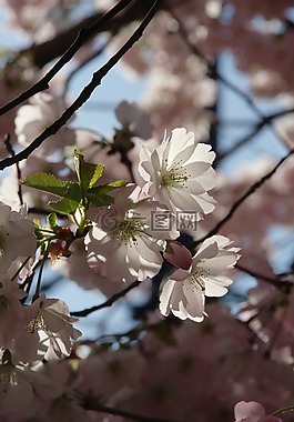 春天,鮮花,廠