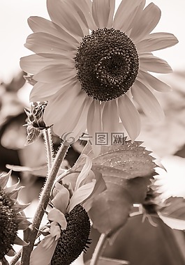 太陽(yáng)花,向日葵,開(kāi)花