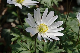 春天,鮮花,廠