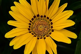 性質(zhì),植物,花