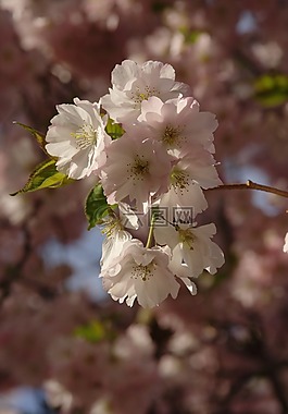 春天,鮮花,廠(chǎng)