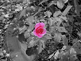 開(kāi)花,粉紅色,廠